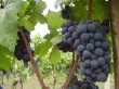 Primitivo di Manduria, il migliore vino rosso d'Italia